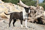 AMSTAFF ADULT 061